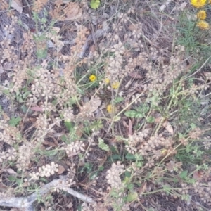 Salvia verbenaca var. verbenaca at Mount Majura - 11 Mar 2024