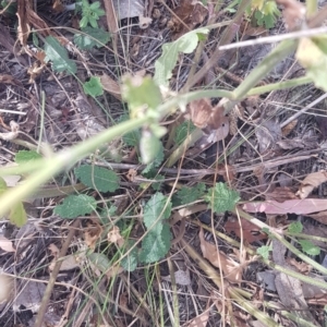 Salvia verbenaca var. verbenaca at Mount Majura - 11 Mar 2024