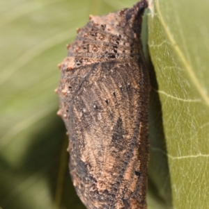 Junonia villida at QPRC LGA - 18 Mar 2024