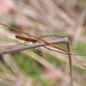 Tetragnatha sp. (genus) at Aranda Bushland - 11 Mar 2024 09:17 AM