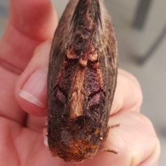 Hylaeora dilucida at Conder, ACT - 29 Feb 2016