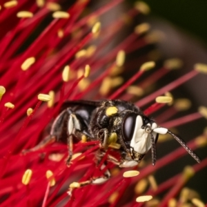 Amphylaeus morosus at Acton, ACT - 18 Mar 2024