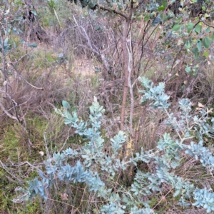 Acacia baileyana at Mount Majura - 18 Mar 2024