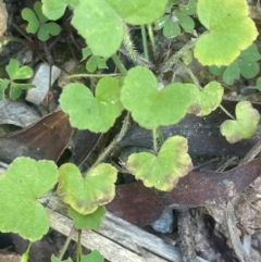 Hydrocotyle hirta at Monga, NSW - 10 Mar 2024 by JaneR