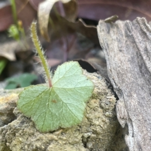 Hydrocotyle hirta at QPRC LGA - 10 Mar 2024