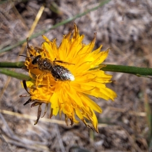 Lasioglossum (Chilalictus) sp. (genus & subgenus) at Franklin Grassland (FRA_5) - 4 Mar 2024 11:47 AM