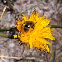 Lasioglossum (Chilalictus) sp. (genus & subgenus) at Franklin Grassland (FRA_5) - 4 Mar 2024 11:47 AM