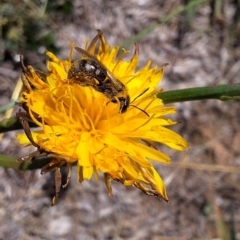 Lasioglossum (Chilalictus) sp. (genus & subgenus) at Franklin Grassland (FRA_5) - 4 Mar 2024