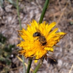 Lasioglossum (Chilalictus) sp. (genus & subgenus) at Franklin Grassland (FRA_5) - 4 Mar 2024