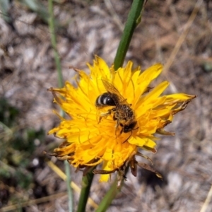 Lasioglossum (Chilalictus) sp. (genus & subgenus) at Franklin Grassland (FRA_5) - 4 Mar 2024 11:47 AM