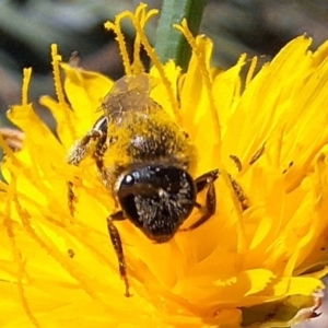 Lasioglossum (Chilalictus) sp. (genus & subgenus) at Franklin Grassland (FRA_5) - 4 Mar 2024 11:47 AM