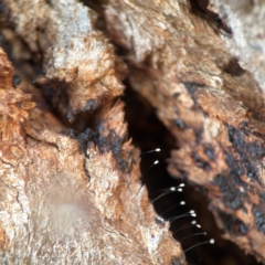 Neuroptera (order) (Unidentified lacewing) at Holtze Close Neighbourhood Park - 18 Mar 2024 by Hejor1