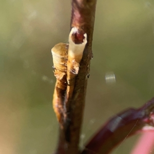 Chaetophyes compacta at Holtze Close Neighbourhood Park - 18 Mar 2024