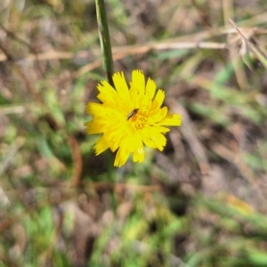 Dasytinae (subfamily) at Franklin Grassland (FRA_5) - 4 Mar 2024 11:51 PM