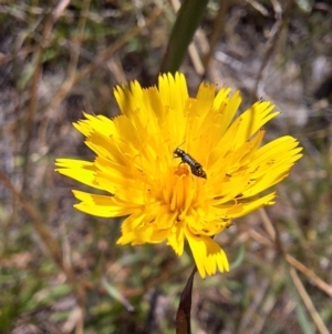 Dasytinae (subfamily) at Franklin Grassland (FRA_5) - 4 Mar 2024