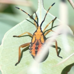 Amorbus sp. (genus) (Eucalyptus Tip bug) at Holtze Close Neighbourhood Park - 18 Mar 2024 by Hejor1