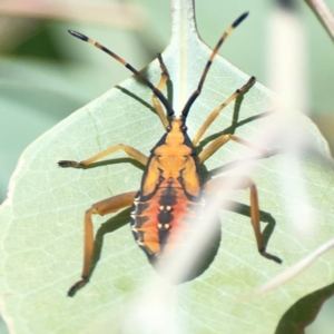 Amorbus sp. (genus) at Holtze Close Neighbourhood Park - 18 Mar 2024