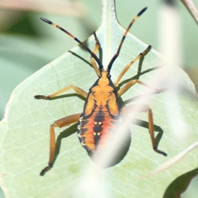 Amorbus (genus) (Eucalyptus Tip bug) at Holtze Close Neighbourhood Park - 18 Mar 2024 by Hejor1