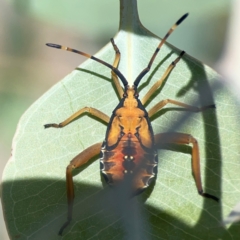 Amorbus sp. (genus) at Holtze Close Neighbourhood Park - 18 Mar 2024