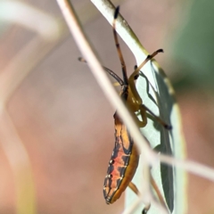 Amorbus sp. (genus) at Holtze Close Neighbourhood Park - 18 Mar 2024