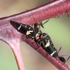 Eurymeloides punctata (Gumtree hopper) at Hackett, ACT - 18 Mar 2024 by Hejor1