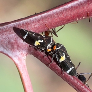 Eurymeloides punctata at Holtze Close Neighbourhood Park - 18 Mar 2024