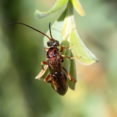 Unidentified Parasitic wasp (numerous families) at Hackett, ACT - 18 Mar 2024 by Hejor1