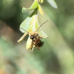 Unidentified at suppressed - 18 Mar 2024