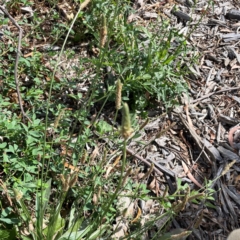 Plantago lanceolata (Ribwort Plantain, Lamb's Tongues) at Hackett, ACT - 18 Mar 2024 by Hejor1