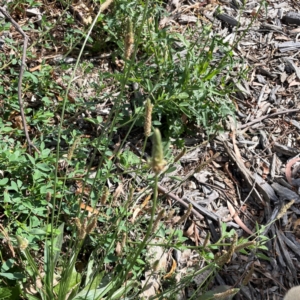 Plantago lanceolata at Holtze Close Neighbourhood Park - 18 Mar 2024