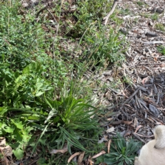 Plantago lanceolata at Holtze Close Neighbourhood Park - 18 Mar 2024