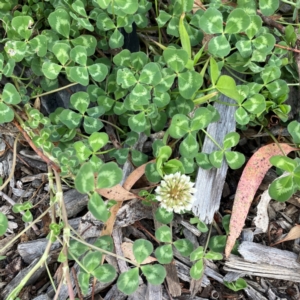 Trifolium repens at Holtze Close Neighbourhood Park - 18 Mar 2024