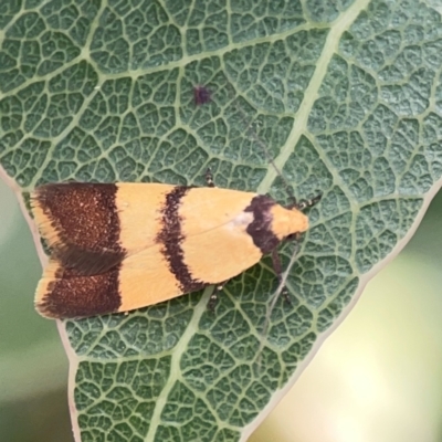 Heteroteucha translatella (Heteroteucha translatella) at Hackett, ACT - 18 Mar 2024 by Hejor1