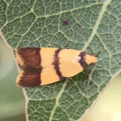 Heteroteucha translatella at Holtze Close Neighbourhood Park - 18 Mar 2024