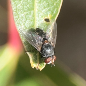 Calliphoridae (family) at Holtze Close Neighbourhood Park - 18 Mar 2024 03:44 PM