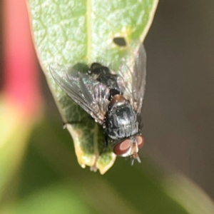 Calliphoridae (family) at Holtze Close Neighbourhood Park - 18 Mar 2024 03:44 PM