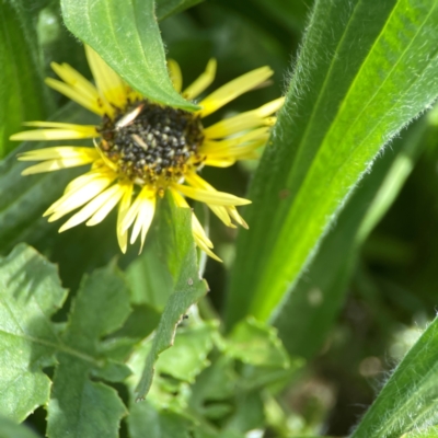 Arctotheca calendula (Capeweed, Cape Dandelion) at Hackett, ACT - 18 Mar 2024 by Hejor1