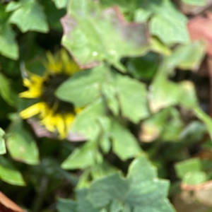 Arctotheca calendula at Holtze Close Neighbourhood Park - 18 Mar 2024