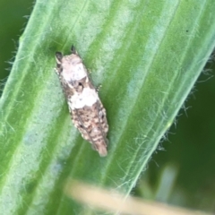 Crocidosema plebejana (Cotton Tipworm Moth) at Hackett, ACT - 18 Mar 2024 by Hejor1