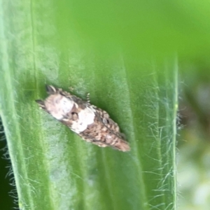 Crocidosema plebejana at Holtze Close Neighbourhood Park - 18 Mar 2024 03:55 PM