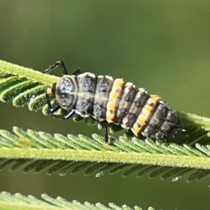 Harmonia conformis at Holtze Close Neighbourhood Park - 18 Mar 2024 04:08 PM