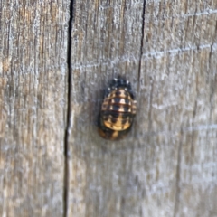 Harmonia conformis at Holtze Close Neighbourhood Park - 18 Mar 2024 04:08 PM