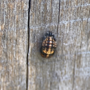 Harmonia conformis at Holtze Close Neighbourhood Park - 18 Mar 2024 04:08 PM