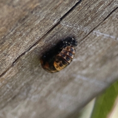 Harmonia conformis at Holtze Close Neighbourhood Park - 18 Mar 2024