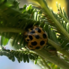 Harmonia conformis at Holtze Close Neighbourhood Park - 18 Mar 2024 04:08 PM