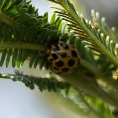 Harmonia conformis at Holtze Close Neighbourhood Park - 18 Mar 2024