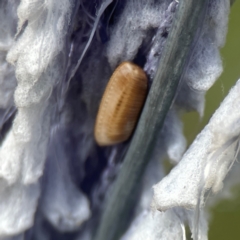 Blattidae sp. (family) (Unidentified blattid cockroach) at Hackett, ACT - 18 Mar 2024 by Hejor1