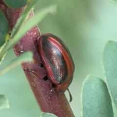 Calomela sp. (genus) (Acacia leaf beetle) at Holtze Close Neighbourhood Park - 18 Mar 2024 by Hejor1