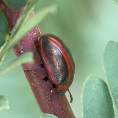 Calomela sp. (genus) (Acacia leaf beetle) at Hackett, ACT - 18 Mar 2024 by Hejor1