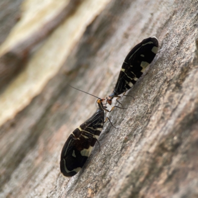 Porismus strigatus (Pied Lacewing) at Holtze Close Neighbourhood Park - 18 Mar 2024 by Hejor1